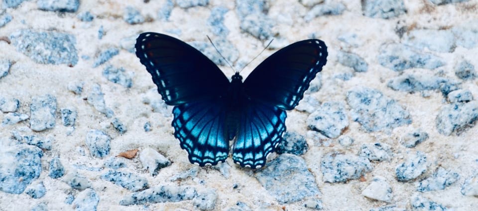 A vibrant blue butterfly with intricate black markings.